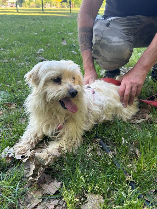 Diego, un adorabile maltese Foto 4